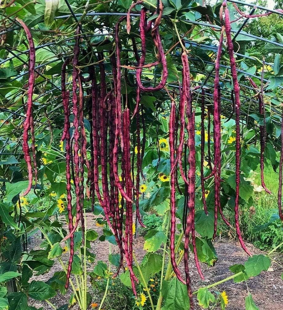 DIASPORA ASIAN SEEDS Red Noodle Bean pods ready to bloom and harvest