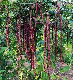 DIASPORA ASIAN SEEDS Red Noodle Bean pods ready to bloom and harvest