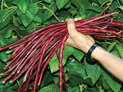 DIASPORA ASIAN SEEDS Red Yardlong Bean seeds for heirloom garden growth