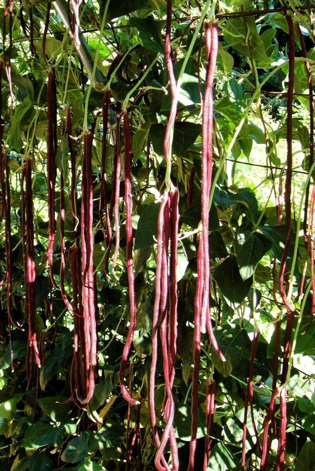 DIASPORA ASIAN SEEDS Seed packet for non-GMO heirloom Asian beans