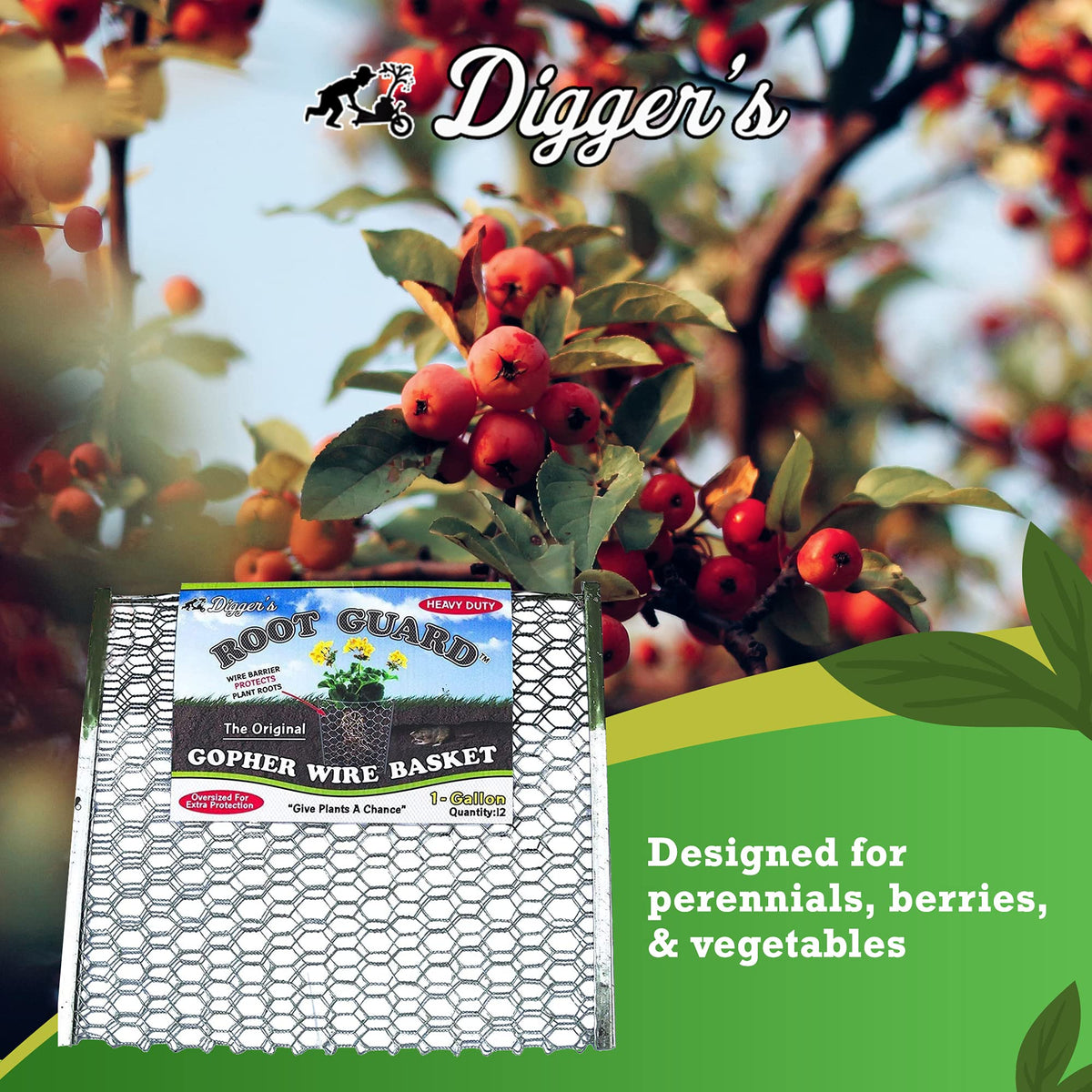 Digger's basket in soil demonstrates pest barrier around young perennials.