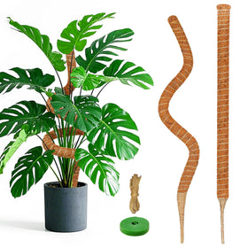 Dimpoo 2-pack moss pole supporting a Monstera climbing plant.