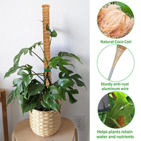 Dimpoo moss pole in pot supporting Monstera and other climbers