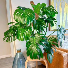 Dimpoo moss pole in use with Monstera and philodendron.
