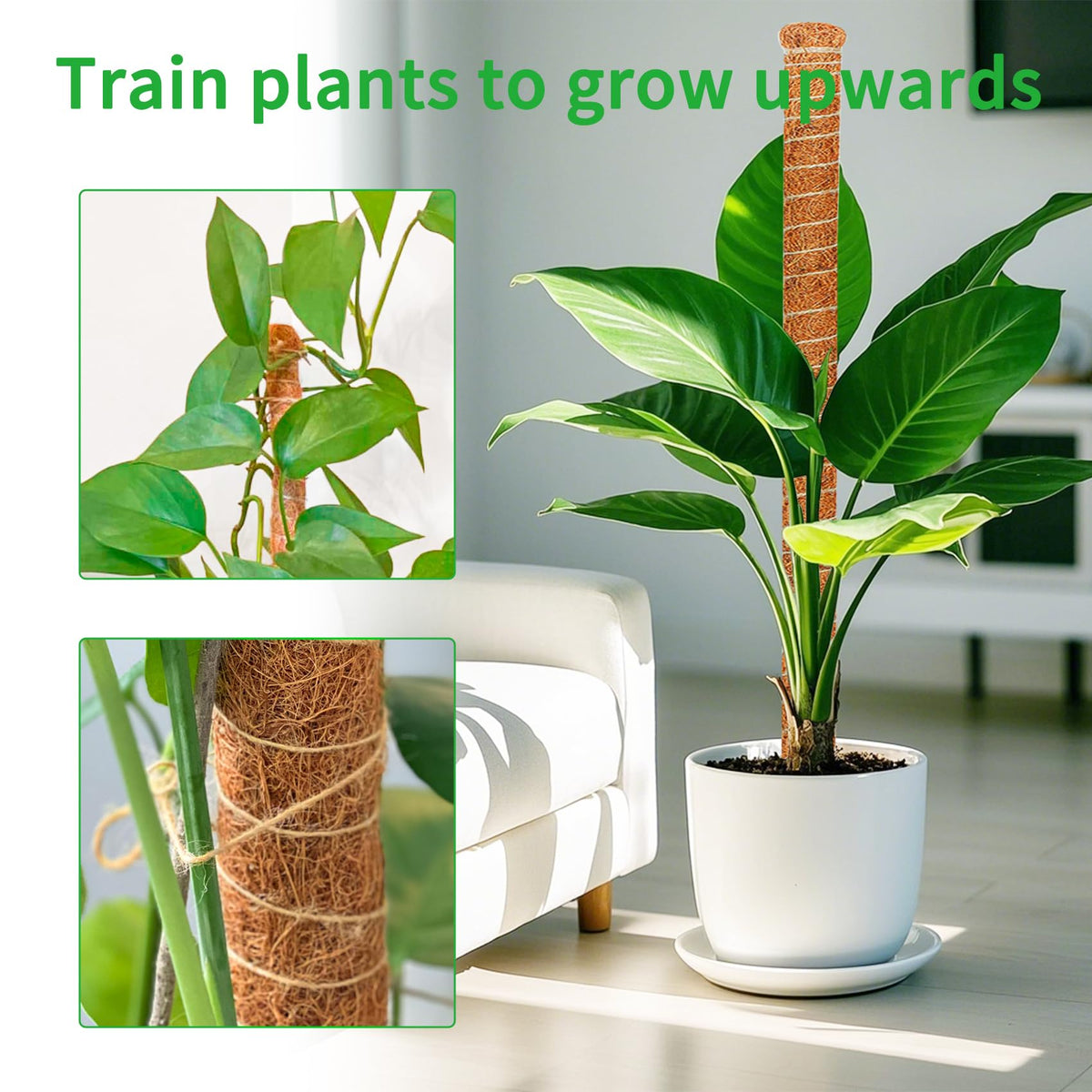 Dimpoo natural coconut coir supports air roots and moisture.