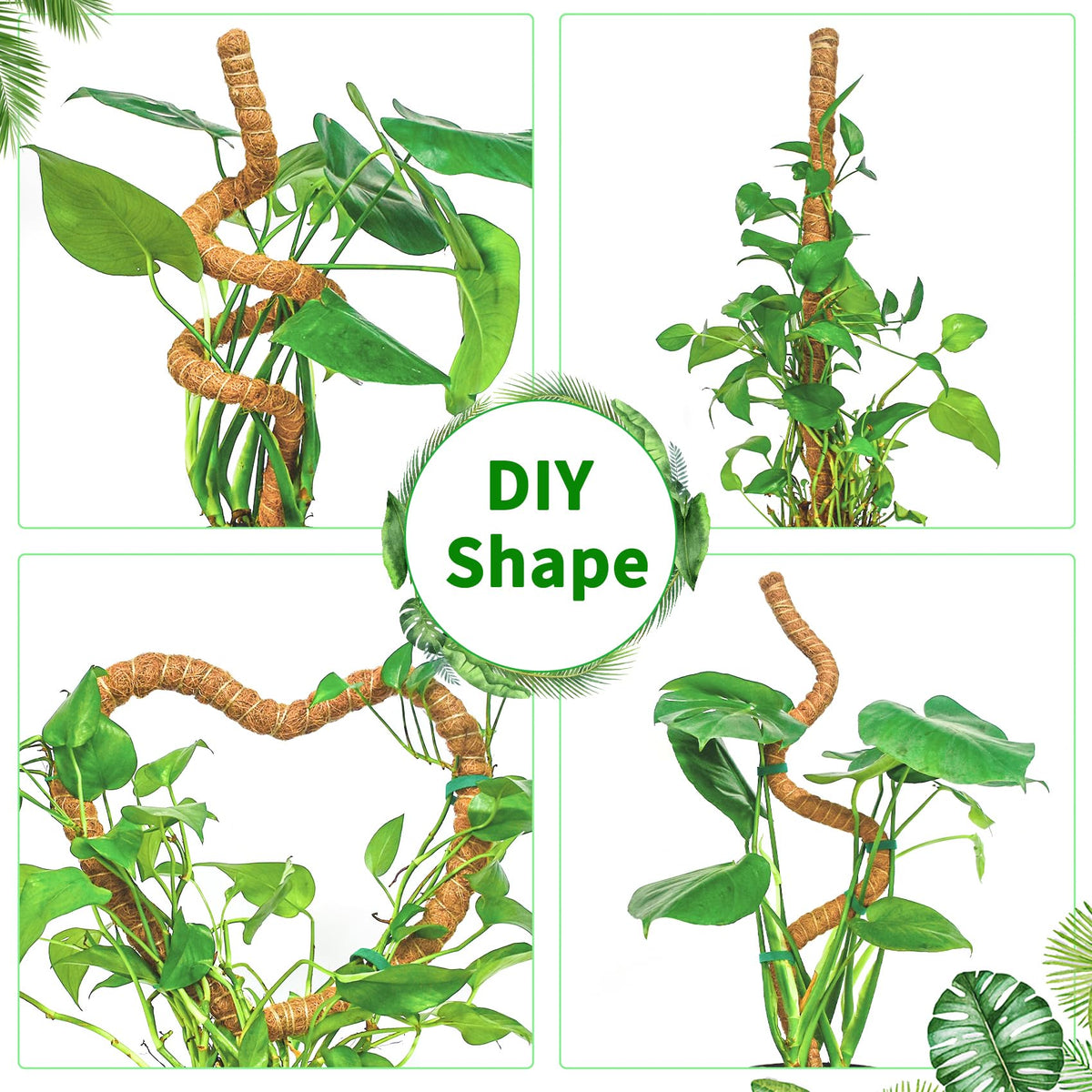 Dimpoo moss pole provides sturdy monstera vine support.