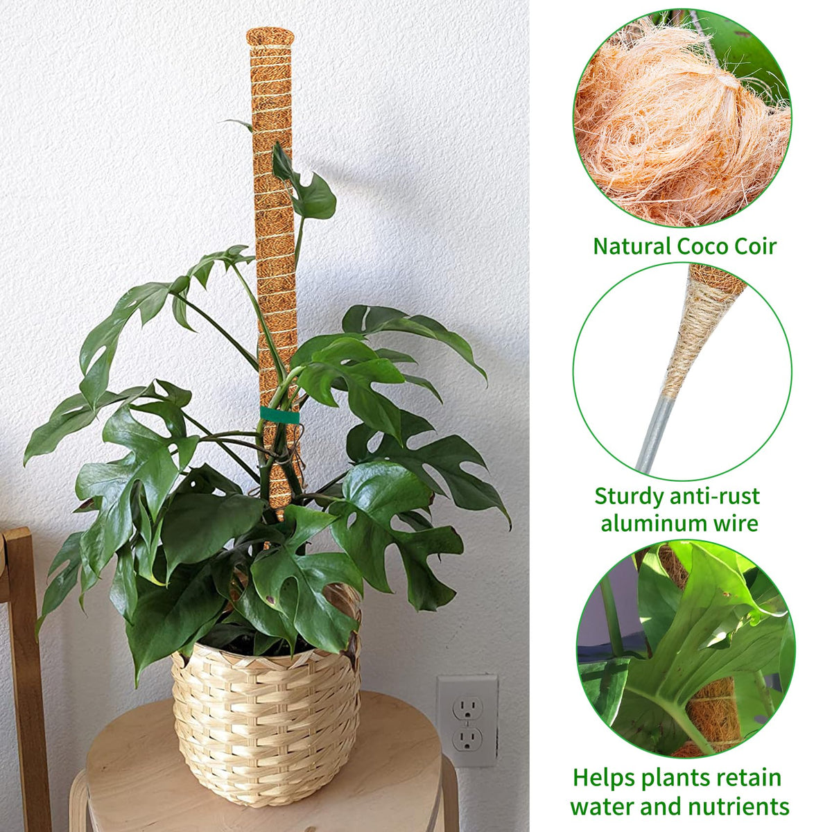 Dimpoo moss pole helps pothos climb naturally.