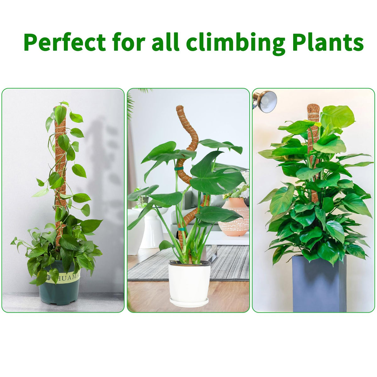 Dimpoo moss poles enable climbing vines like pothos and philodendron.