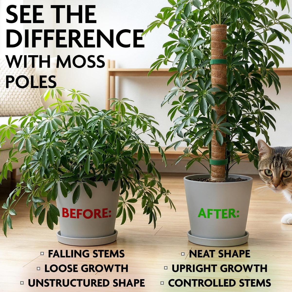 DIMROM moss pole suits pothos, philodendron, and money plant varieties.