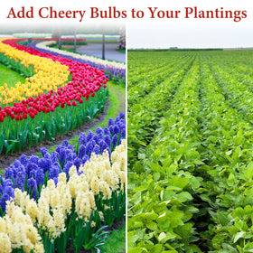 DIOVPLX bulb planter used in flower beds, raised beds, and lawns.
