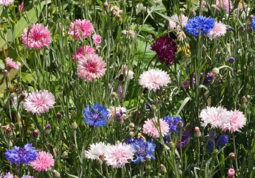 Dirt Goddess Super Seeds bachelor button seeds offer open-pollinated charm for natural garden meadows.