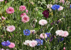 Dirt Goddess Super Seeds bachelor button seeds offer open-pollinated charm for natural garden meadows.