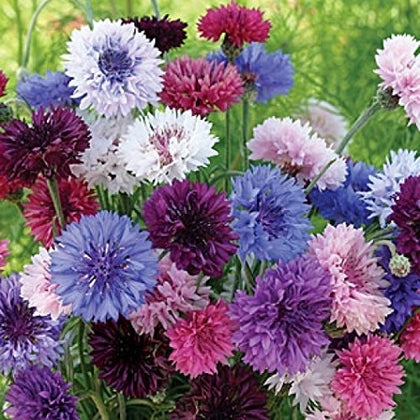 Dirt Goddess Super Seeds cornflower tall mix blooms add vibrant blue, pink, and white color to borders.