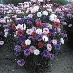Dirt Goddess Super Seeds non-GMO premium seed with mycorrhizae supports easy establishment and strong growth.