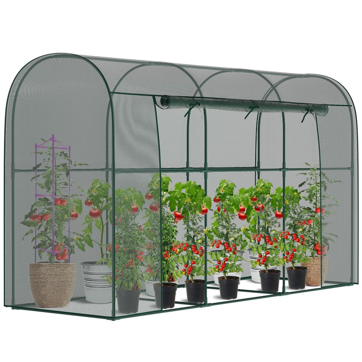 DoCred crop cage garden setup interior, spacious for pruning and growth