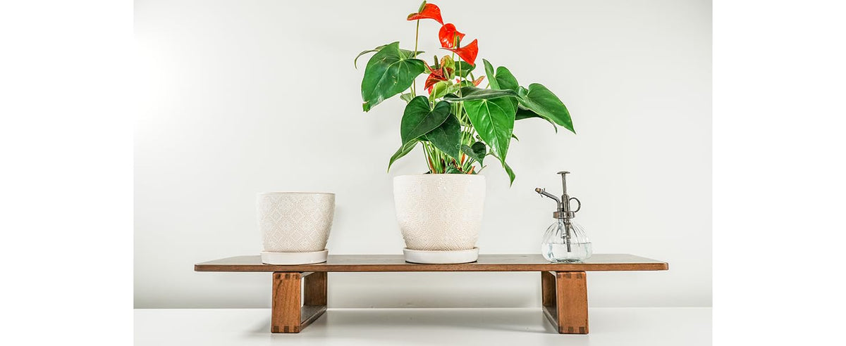 Docrin ceramic pot lifestyle shot for versatile interiors