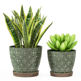 Docrin dark-green ceramic planter 6.6-inch for compact succulents and herbs in small spaces.