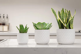 Docrin planters make a ready gift for new homes or offices.