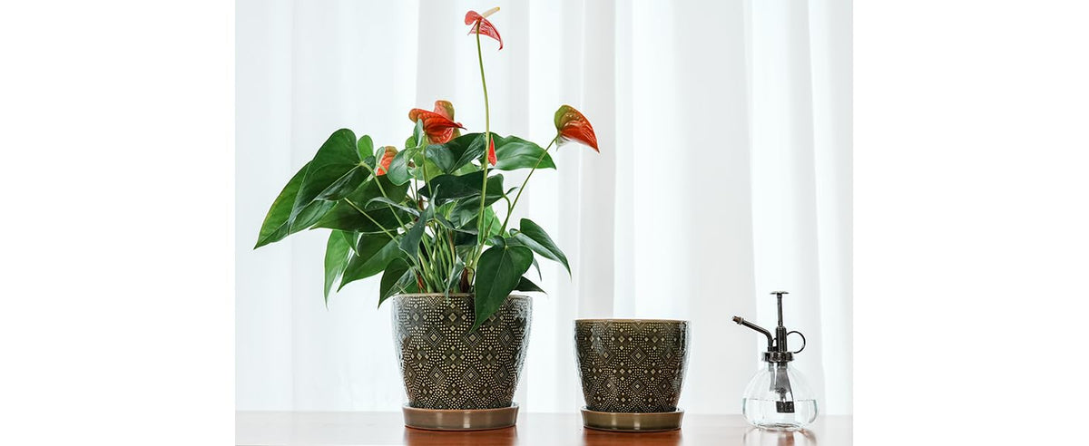 Docrin indoor-use planter living room adds modern decor accents.