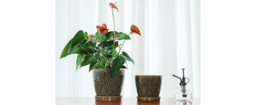 Docrin indoor-use planter living room adds modern decor accents.