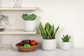Docrin modern planters add minimalist elegance to contemporary rooms.