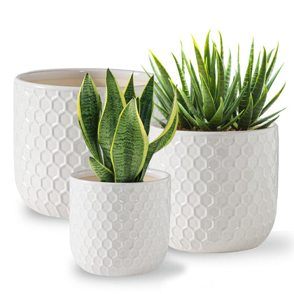Docrin plant pots with a drainage hole for healthy indoor root growth.