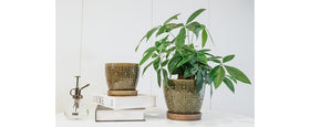 Docrin ready-to-use packaging includes two planters and saucers.