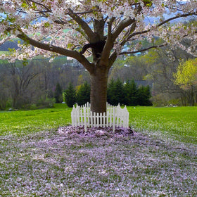 DOITOOL white picket fence border for flowerbeds keeps edges neat and decorative.