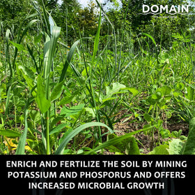 Domain Outdoor Overhaul buckwheat-cover-crops promote rapid soil improvement