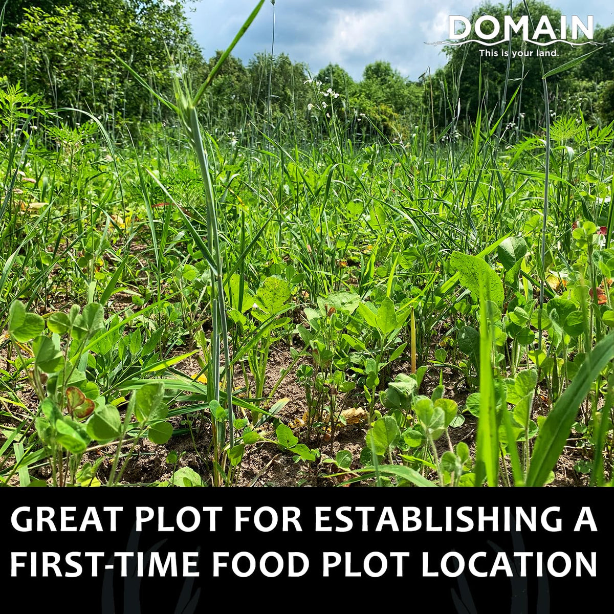 Domain Outdoor Overhaul spring-triticale-plot shows a ready-to-plant scene