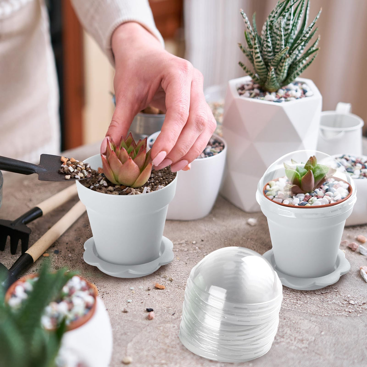 Domensi propagation setup with seeds offers compact indoor gardening