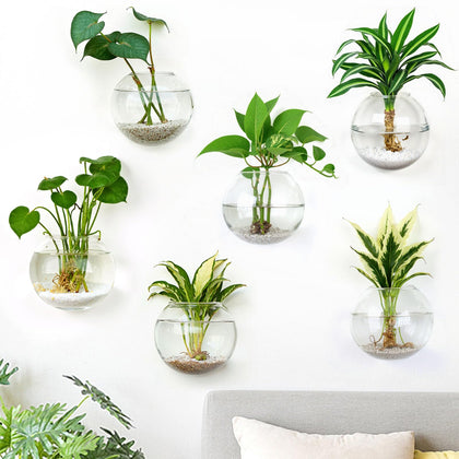 DomeStar 6pcs wall vases in clear glass for stylish living room decor and easy display of greens.