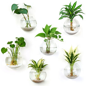 DomeStar hydroponics-friendly vases ideal for propagation setups.