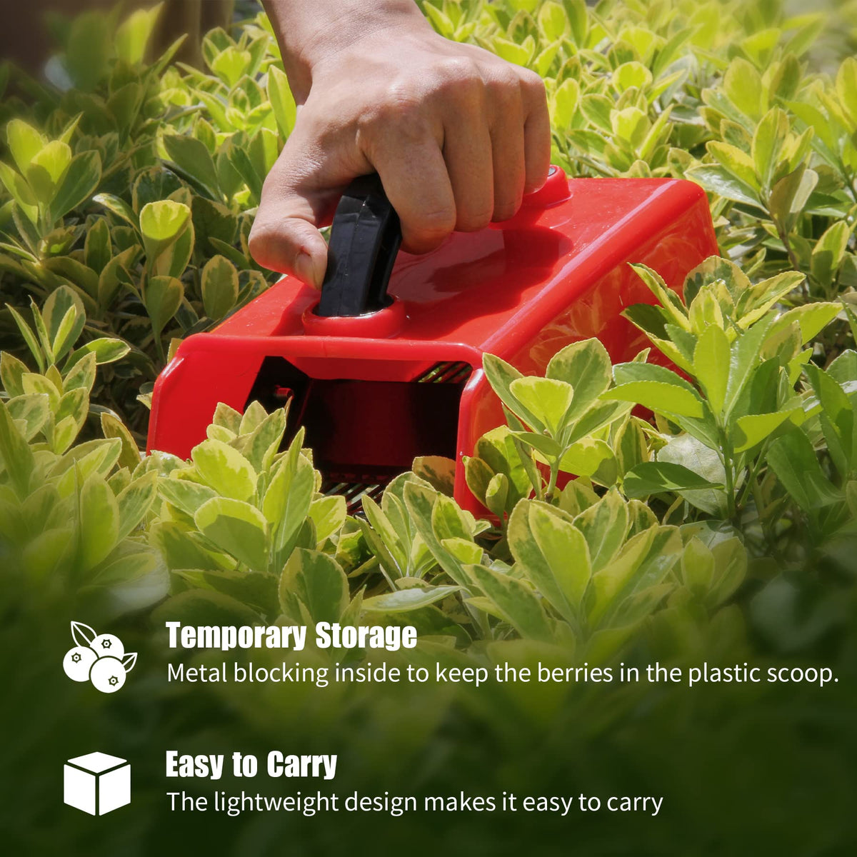 Domiella blueberry picker compact size for portable use and easy storage.