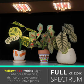 DOMMIA grow light with optical lens delivers focused coverage to leaves.