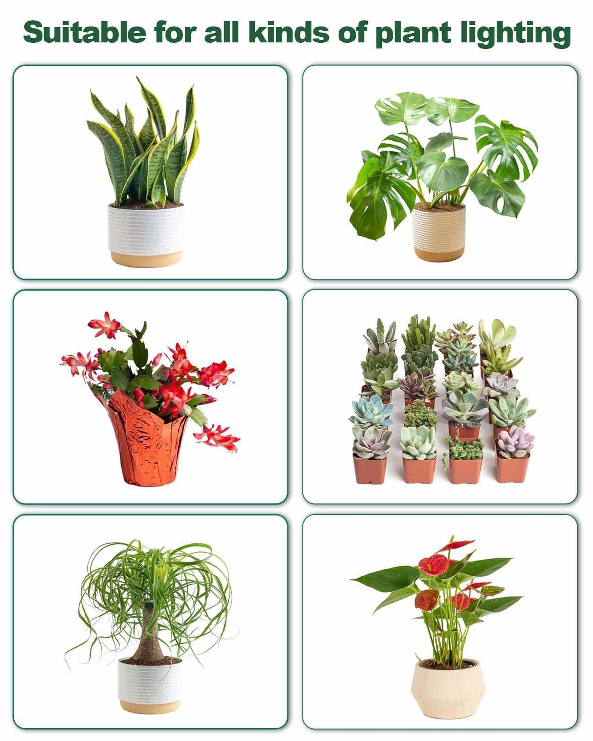 DOMMIA three-pack indoor plant kit for broader coverage.