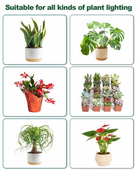 DOMMIA three-pack indoor plant kit for broader coverage.
