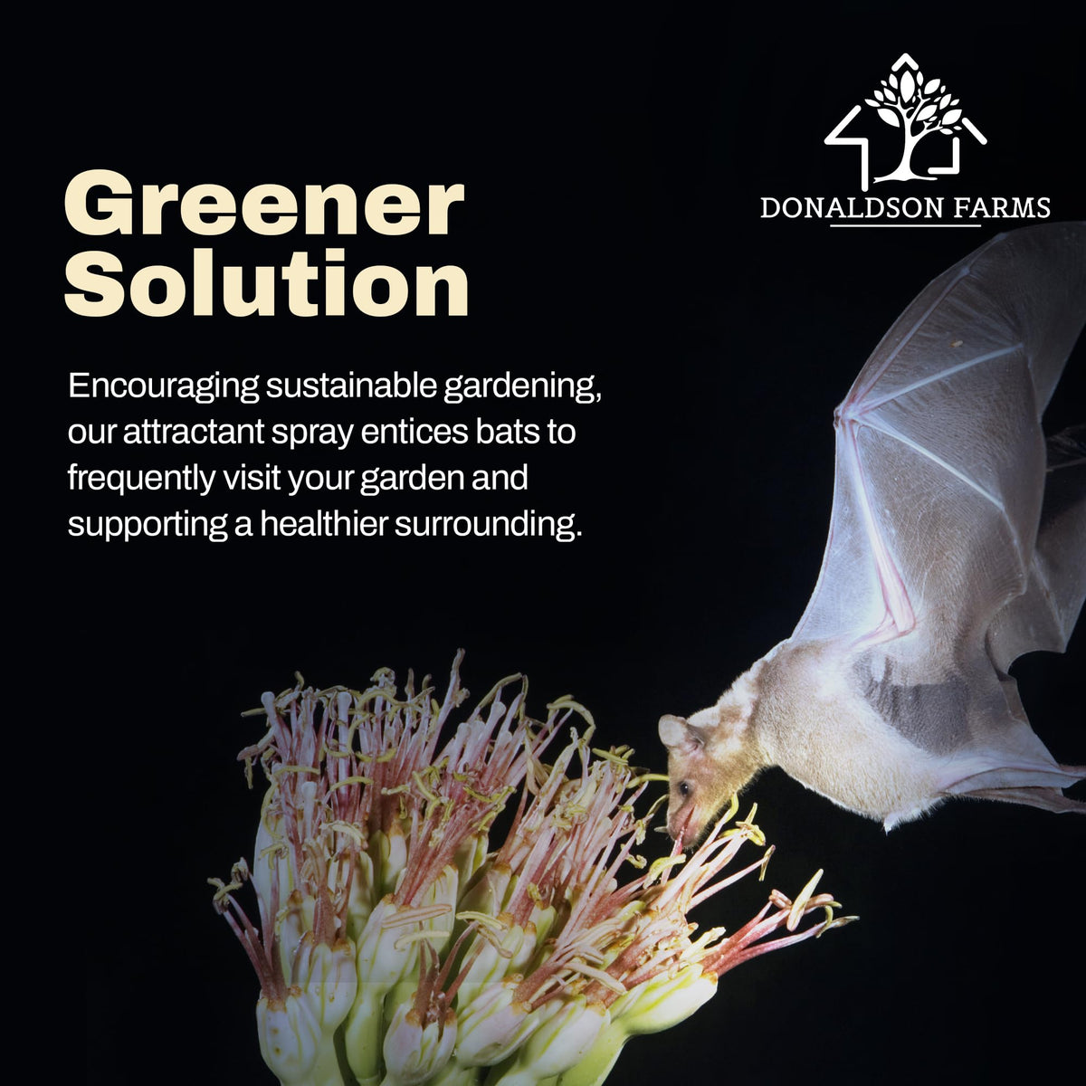 Donaldson Farms compatible with all bat houses and encouraging exploration