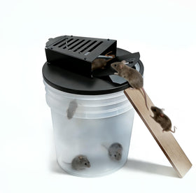 Dongwuzhidao bucket trap lid assembled on a 5-gallon bucket for quick setup