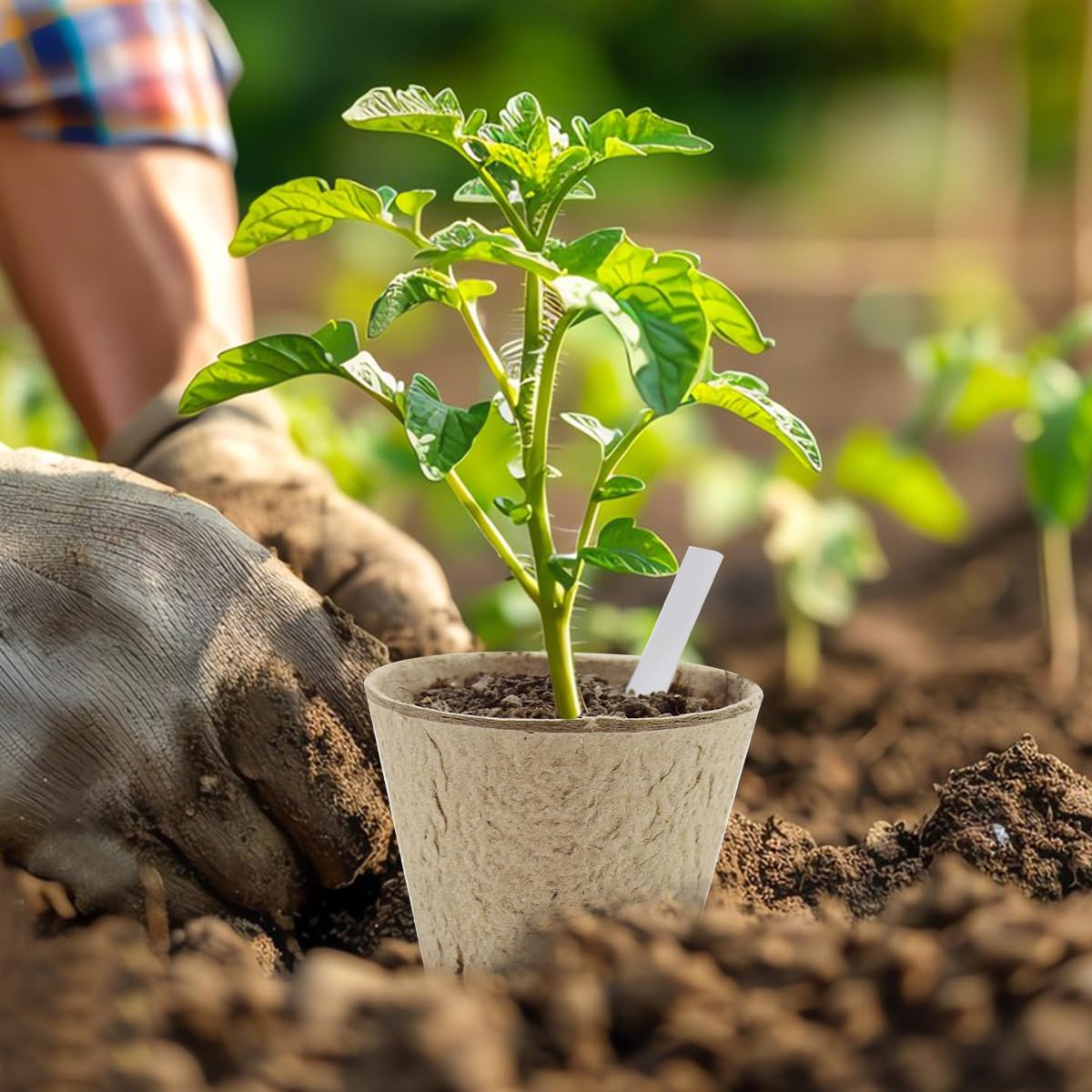 DOOPP seedling pots designed for herbs and vegetables like cherry tomatoes.