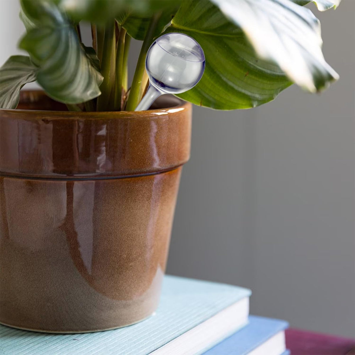 Office or balcony planters benefit from steady watering via Dorphy bulbs.