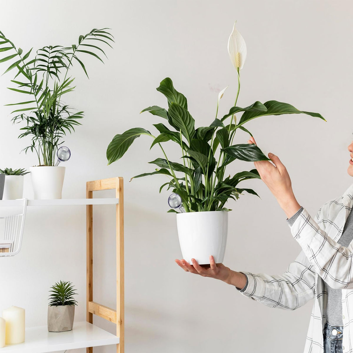 Weekly hydration from Dorphy bulbs keeps plants healthy when away.