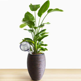 Dorphy tilt-adjustment lets you tailor watering to each plant's needs.