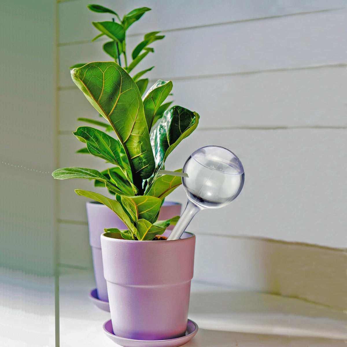 Dorphy watering bulbs with a clear reservoir to simplify refills while caring for plants.