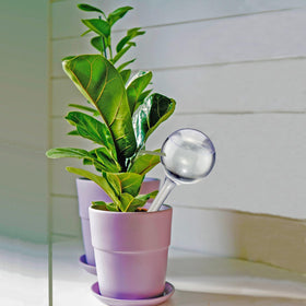 Dorphy watering bulbs with a clear reservoir to simplify refills while caring for plants.