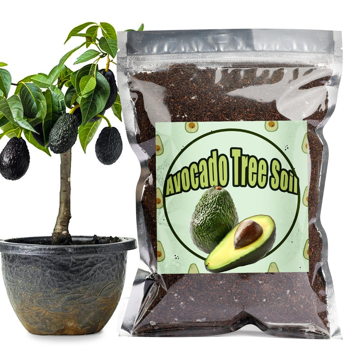 Doter-avocado-transplant-succession-soil-1qt ready for transplant