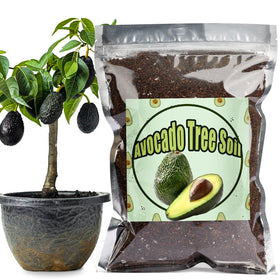 Doter-avocado-transplant-succession-soil-1qt ready for transplant