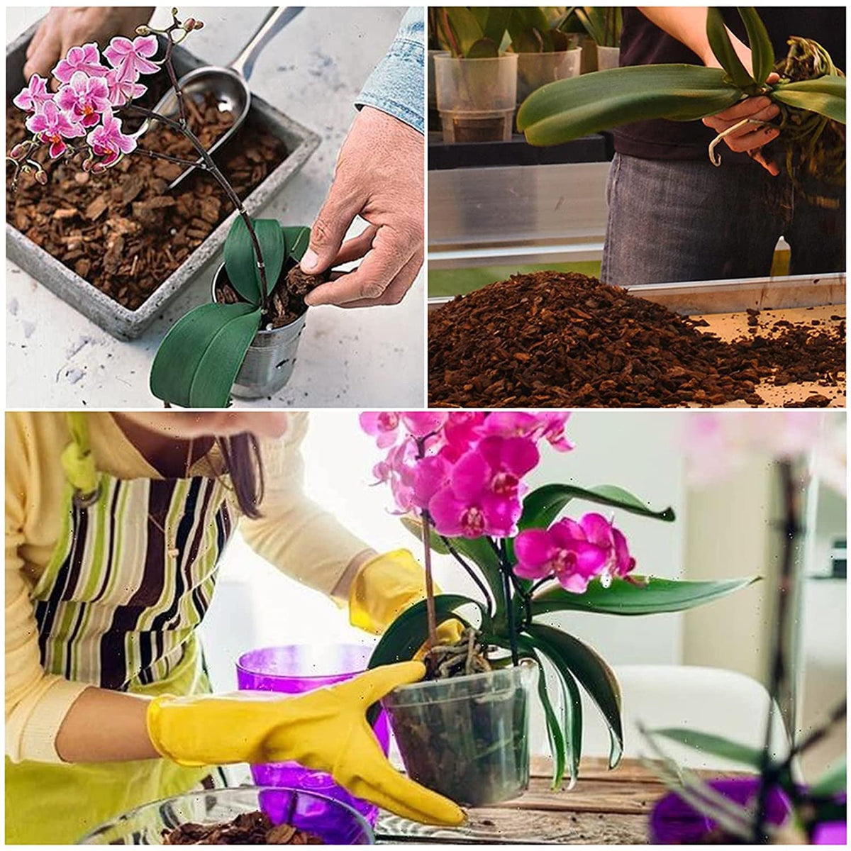 Doter bark and perlite blend demonstrates drainage balance for epiphytic orchids.