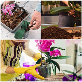 Doter bark and perlite blend demonstrates drainage balance for epiphytic orchids.