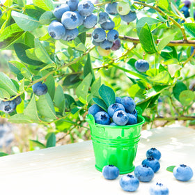 Doter Blueberry Soil Mix is ideal for indoor blueberry plants and containers.